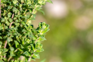 Green fresh organic thyme plant in nature (mountain thyme)