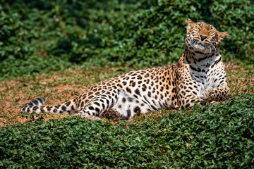 Fototapeta na wymiar a beautiful portrait leopard