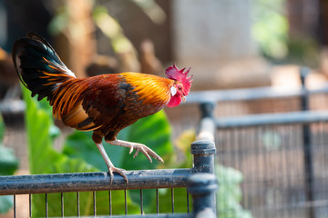 a beautiful portrait rooster © nitinan