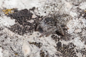 Jumping spider Philaeus chrysops in Czech Republic