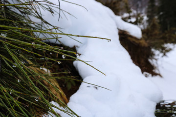 drops on green leafs snow