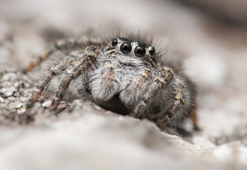 Jumping spider Philaeus chrysops in Czech Republic