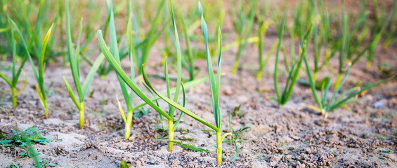 Young garlic plants, side view.