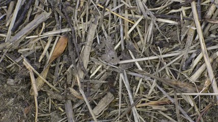 les fourmis travaillent à la construction de la fourmilière