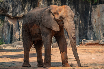 elephant The big of wildlife
