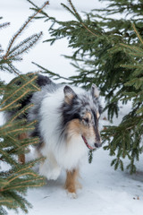 Collie in winter portrait