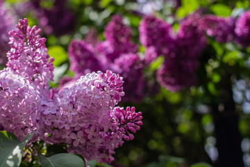 branches with blooming lilac close-up in the Park in the summer