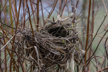 Gone - An empty birds nest in the Willamette Valley, Oregon.