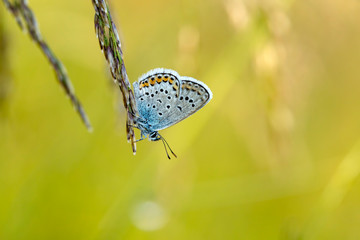Beatiful butterfly in nature. Wild life natural photo.