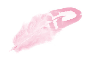 Beautiful Soft pink feather isolated on white background