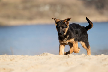 active puppy shepherd on a walk