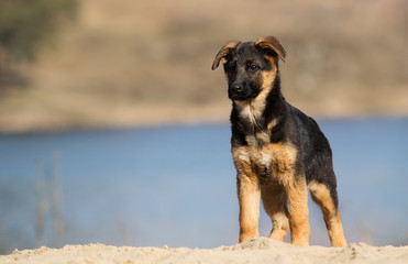 active puppy shepherd on a walk