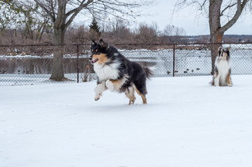 Collie in winter portrait