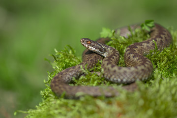 European viper Vipera berus in Czech Repblic
