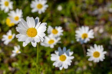 Obraz na płótnie Canvas Close up white daisy spring season photo