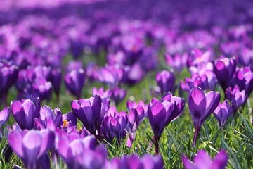Purple crocus flowers in the sunshine in spring