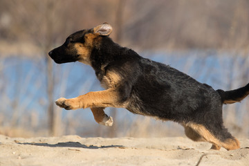 active puppy shepherd on a walk