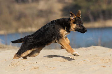 active puppy shepherd on a walk