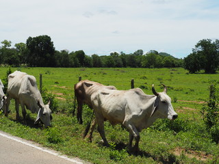 Naklejka na ściany i meble A beautiful horned bull walking on the road beside the fields Trim the grass beside the way
