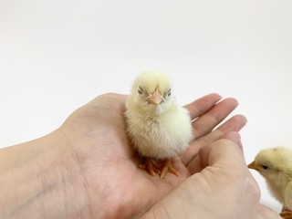 A cute little chick is carried on the beautiful hand of woman on white background