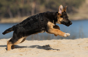 active puppy shepherd on a walk