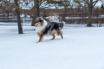 Collie in winter portrait