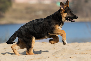 active puppy shepherd on a walk