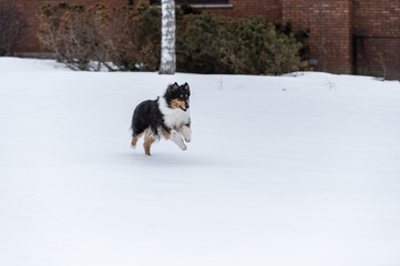 Collie in winter portrait