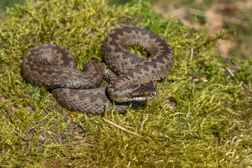 European viper Vipera berus in Czech Repblic