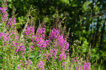 Flowers fireweed, epilobium,  Ivan-tea against a green meadow and sky with clouds, healthy food, traditional medicine.