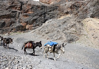 Donkeys with colorful saddles walking on the mountain path, Fann Mountains, Tajikistan 