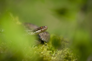 European viper Vipera berus in Czech Repblic