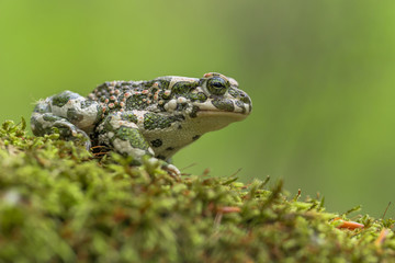 Green toad Bufotes viridis, also Pseudepidalea or Bufo in Czech Republic