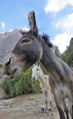 Two donkeys in the mountains, Tajikistan 