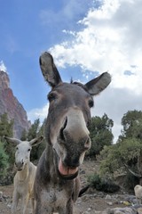 A brown and a white donkeys in the mountains, Fann Mountains, Tajikistan 