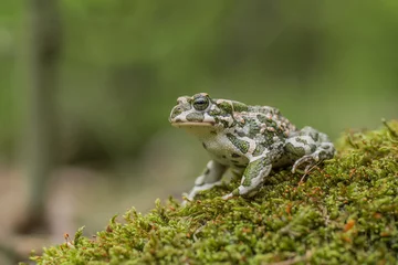 Foto op Plexiglas Green toad Bufotes viridis, also Pseudepidalea or Bufo in Czech Republic © MF Photo