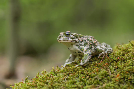 Green toad Bufotes viridis, also Pseudepidalea or Bufo in Czech Republic