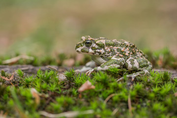 Green toad Bufotes viridis, also Pseudepidalea or Bufo in Czech Republic