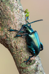  frog-legged beetle - Sagra sp.