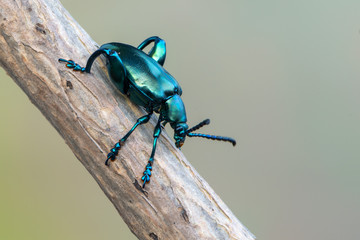  frog-legged beetle - Sagra sp.
