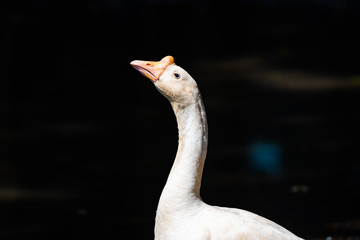 The portrait white goose