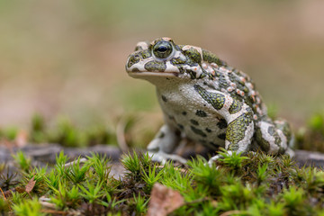 Green toad Bufotes viridis, also Pseudepidalea or Bufo in Czech Republic