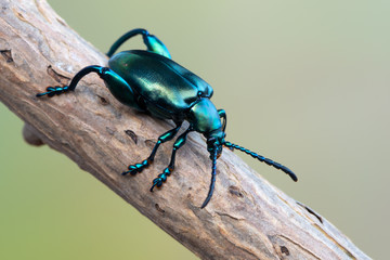  frog-legged beetle - Sagra sp.
