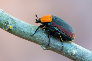 Flower chafer - Pachnoda thoracica