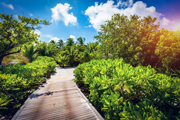 Wooden path in the tropical wilderness.
