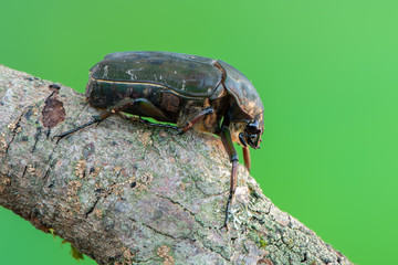 rose chafer - Pseudinca camerunensis