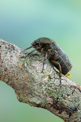 rose chafer - Pseudinca camerunensis
