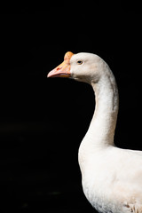 The portrait white goose