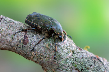 rose chafer - Pseudinca camerunensis