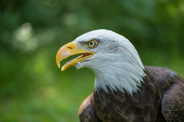 Bald Eagle Haliaeetus leucocephalus on a green background in human care.